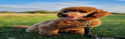 Cockapoo dogs for sale: Mini toy cockapoos - Advert 7