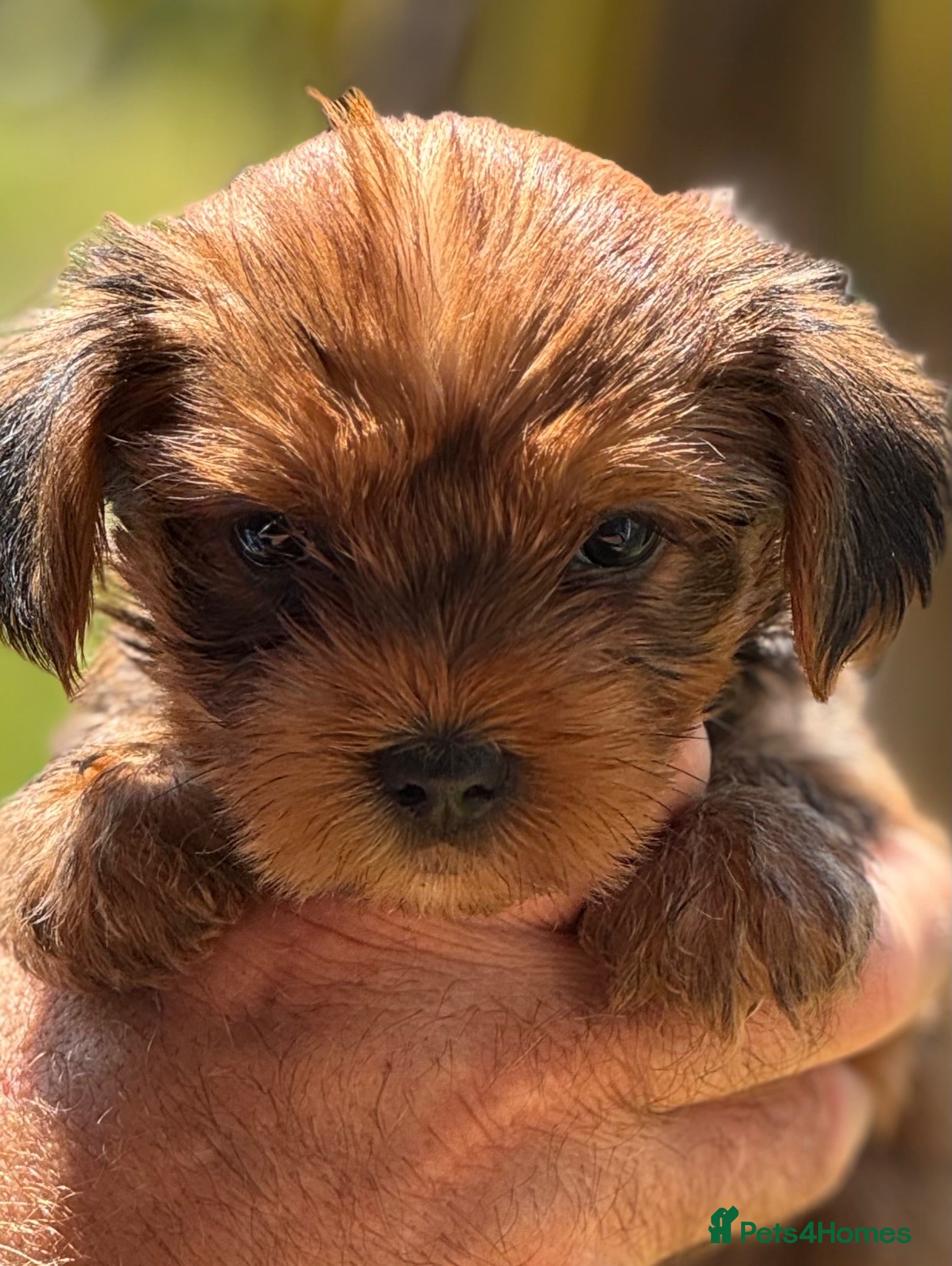 Yorkshire Terrier dogs Super Health tested Ocean Pearl /coloured Yorkies  - Advert 2