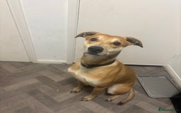 Lurcher dogs for sale: Male and female  - Image 1