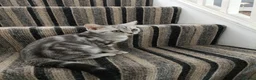 British Shorthair cats for sale: British Shorthair kittens  - Advert 22