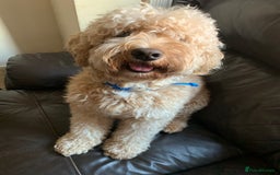 Cockapoo dogs for sale: Loving Cockapoo Needs a Forever Home - Image 2