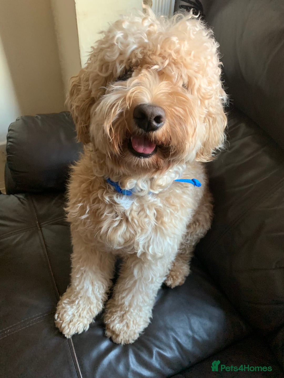 Cockapoo dogs for sale: Loving Cockapoo Needs a Forever Home - Image 2
