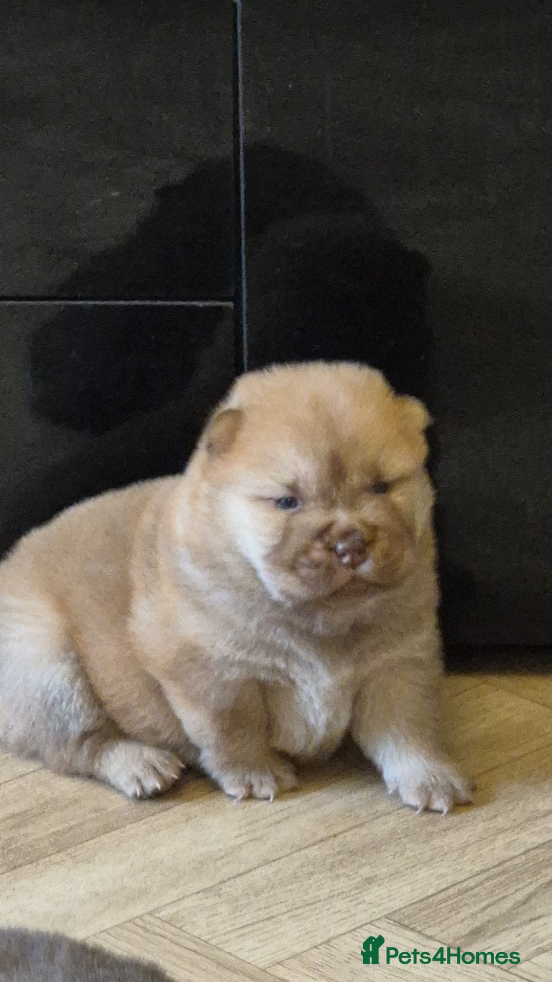 Chow Chow dogs for sale: Stunning Chow Chow Puppies Luxi Chow × Royal Chows - Advert 7