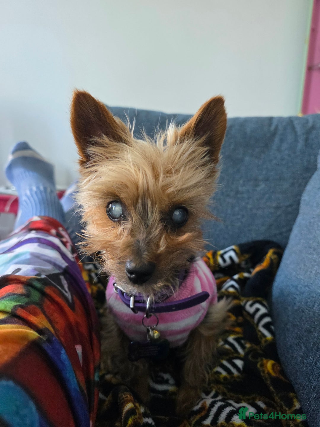 Yorkshire Terrier dogs for sale:    yorkie female - Advert 6