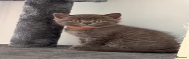 British Shorthair 5