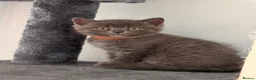 British Shorthair cats for sale: 🐾 5 Gorgeous Female British Shorthair Kittens 🐾 - Advert 32