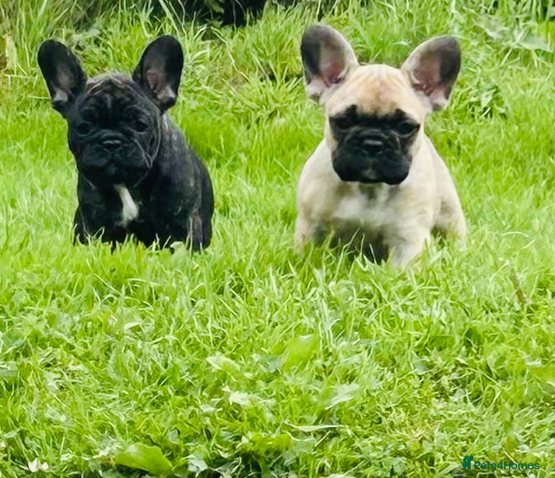 French Bulldog dogs for sale: 🏆KC registered, Standard French Bulldog Puppies🏆 - Image 18