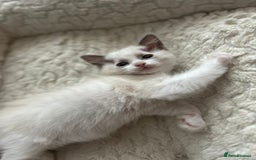 Ragdoll cats for sale: 5 Pure Ragdoll kittens - All Females -Pickup Ready - Image 1