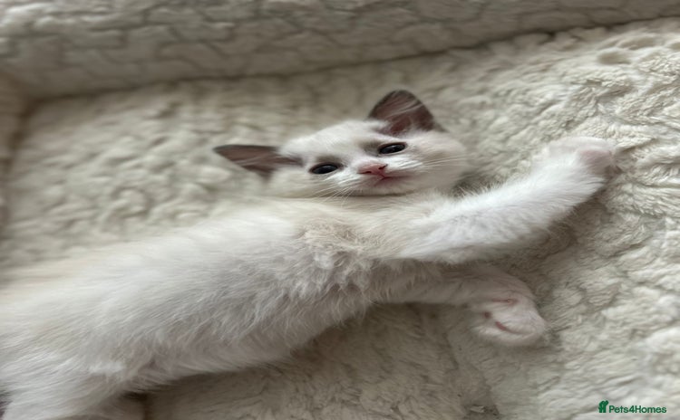 Ragdoll cats - Advert 2