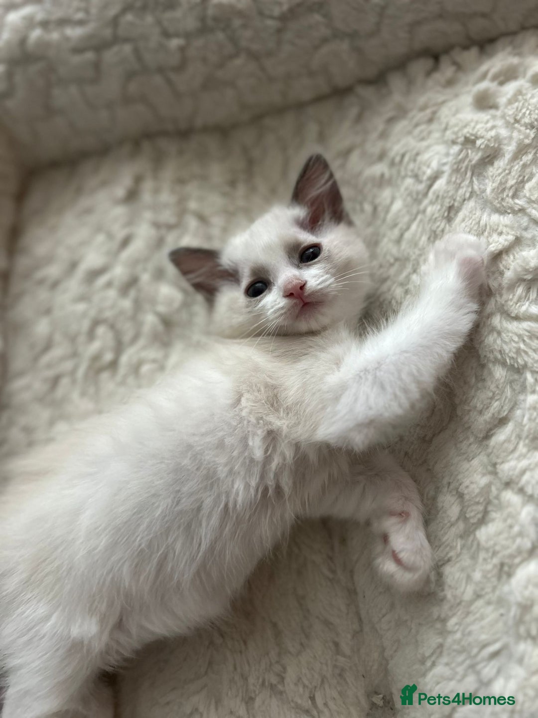 Ragdoll cats for sale: 5 Pure Ragdoll kittens - All Females -Pickup Ready - Image 1