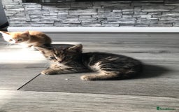 Mixed Breed cats for sale: Tabby girl kitten available ready now - Image 5