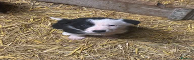 Border Collie Puppy 7