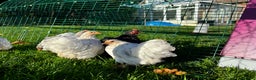 Chickens poultry for sale: Pekin bantams hens and cockerels  - Advert 12