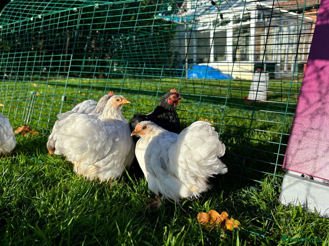 Chickens poultry for sale: Trio of bantams  - Image 12