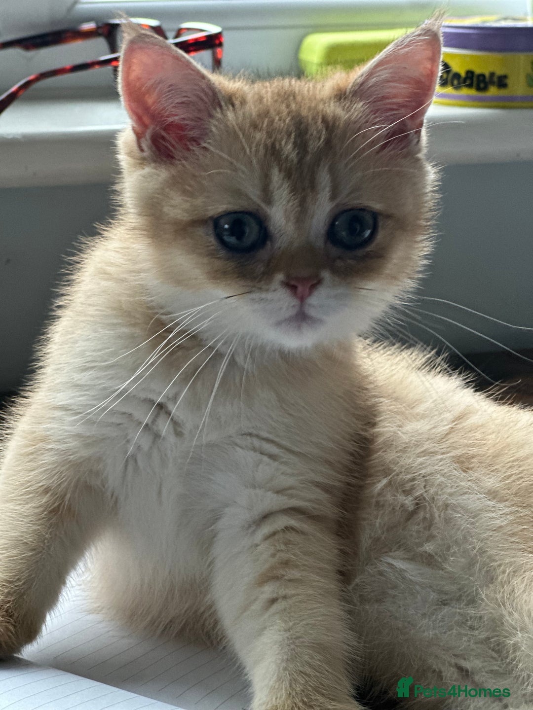 Gallery Image {{count}}