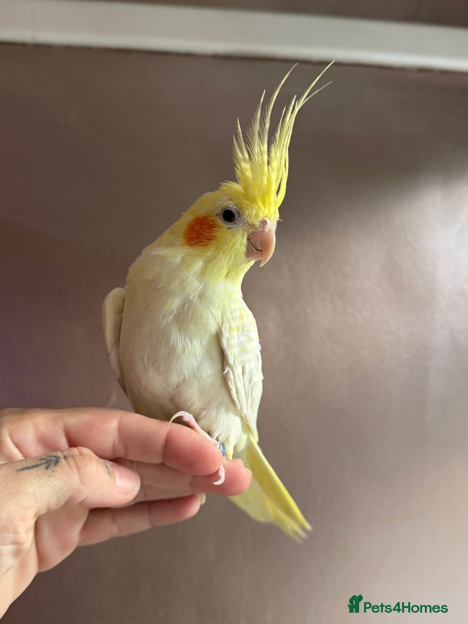 Cockatiels birds Silly  had tame cockatiel  - Advert 1