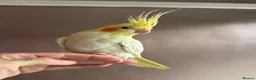 Cockatiels birds for sale: Silly  had tame cockatiel  - Advert 1
