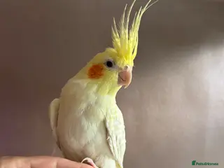 Cockatiels birds Silly had tame cockatiel - Advert 1