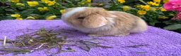 Mini Lop rabbits for sale: Gorgeous mini lop babies ready October - Advert 5