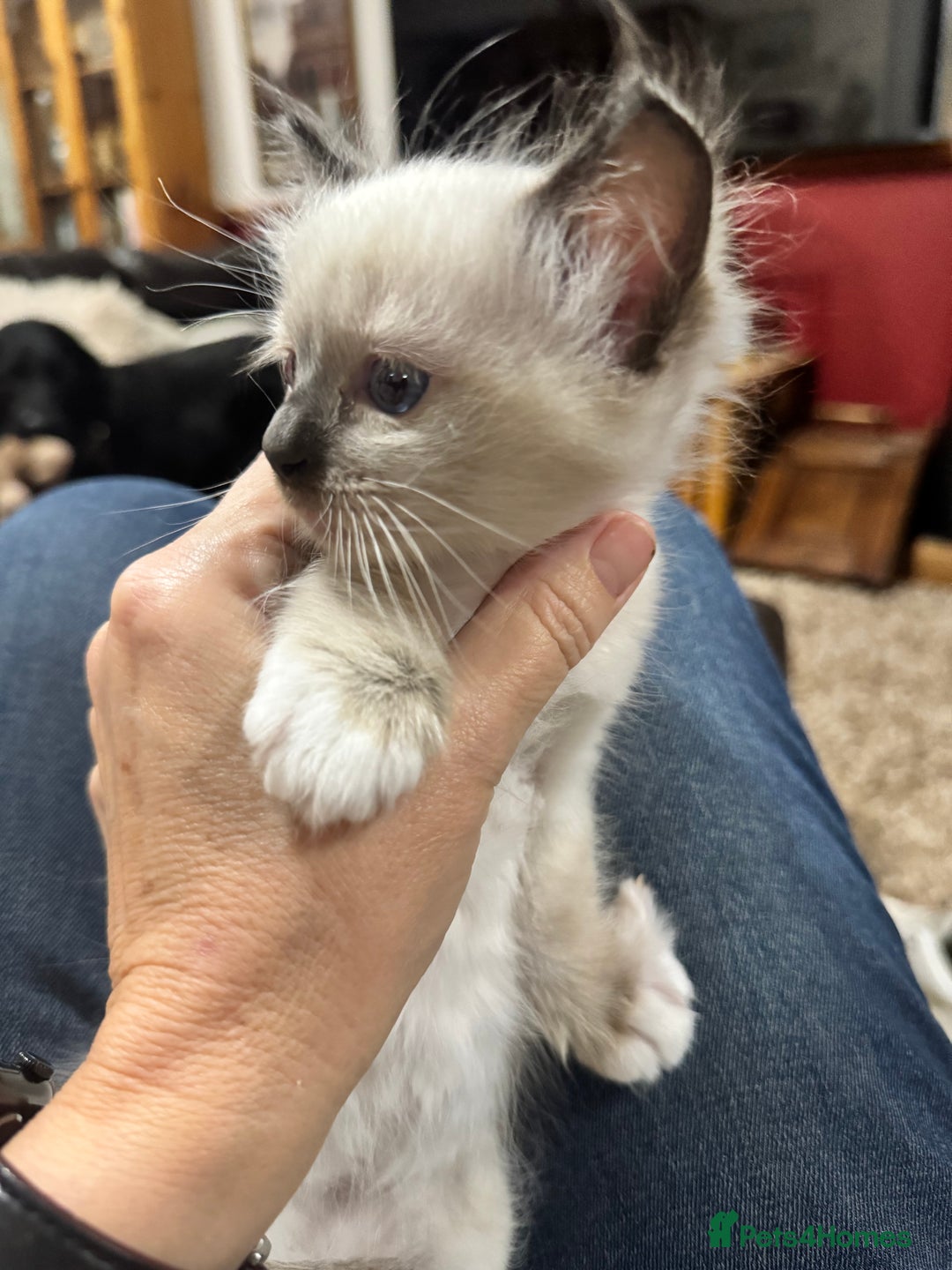 Ragdoll cats for sale: Adorable Ragdoll kittens - Image 3