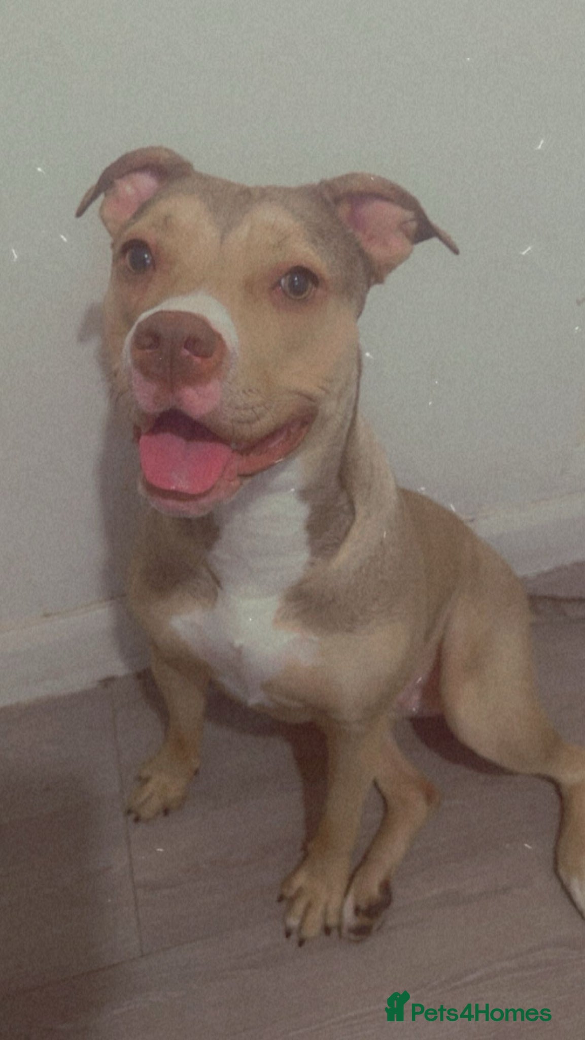 Mixed Breed dogs for sale: Milly/Millions - Advert 2