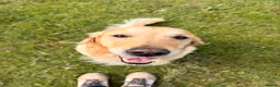 Golden Retriever dogs for sale: Perfect Golden Retriever Litter - Advert 2
