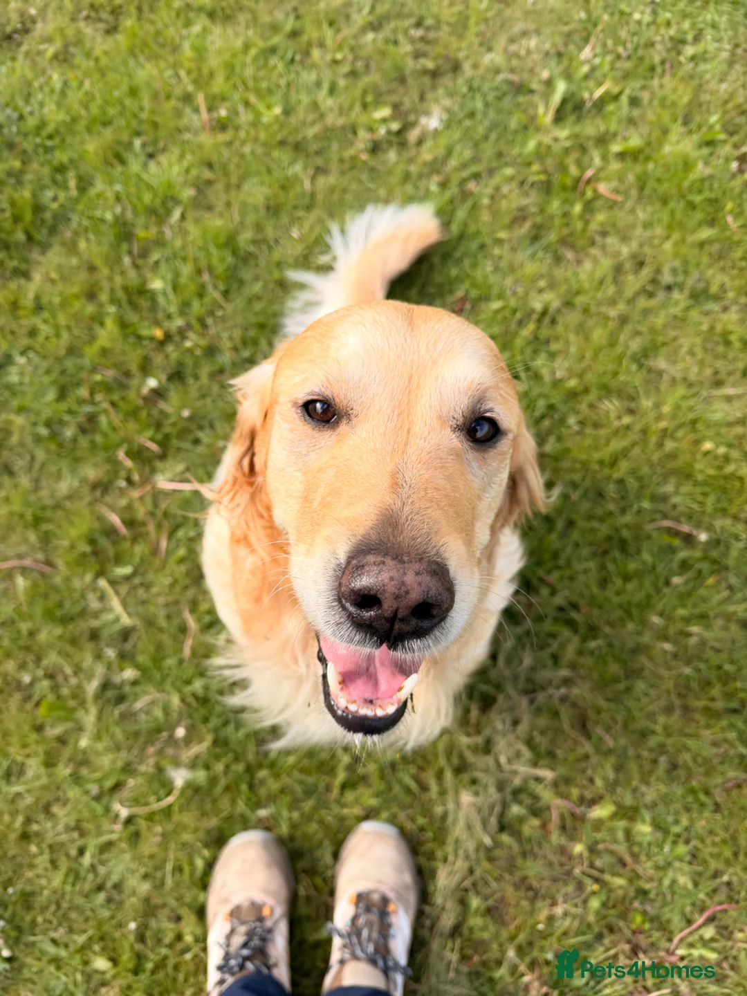 Golden Retriever dogs for sale: Perfect Golden Retriever Litter - Advert 2