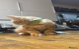 Maine Coon cats for sale: Maine coon  - Image 17