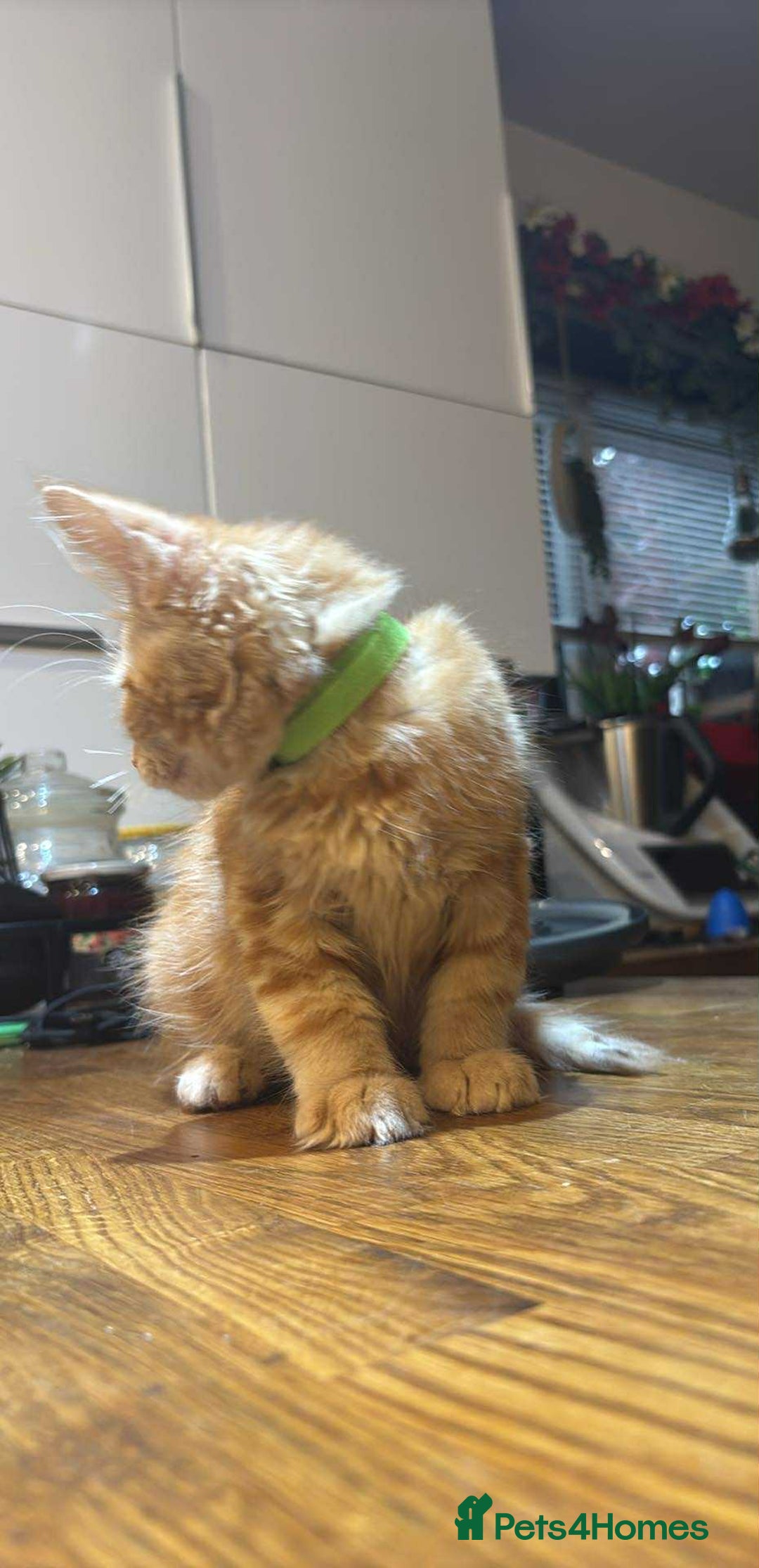 Maine Coon cats for sale: Maine coon  - Image 17