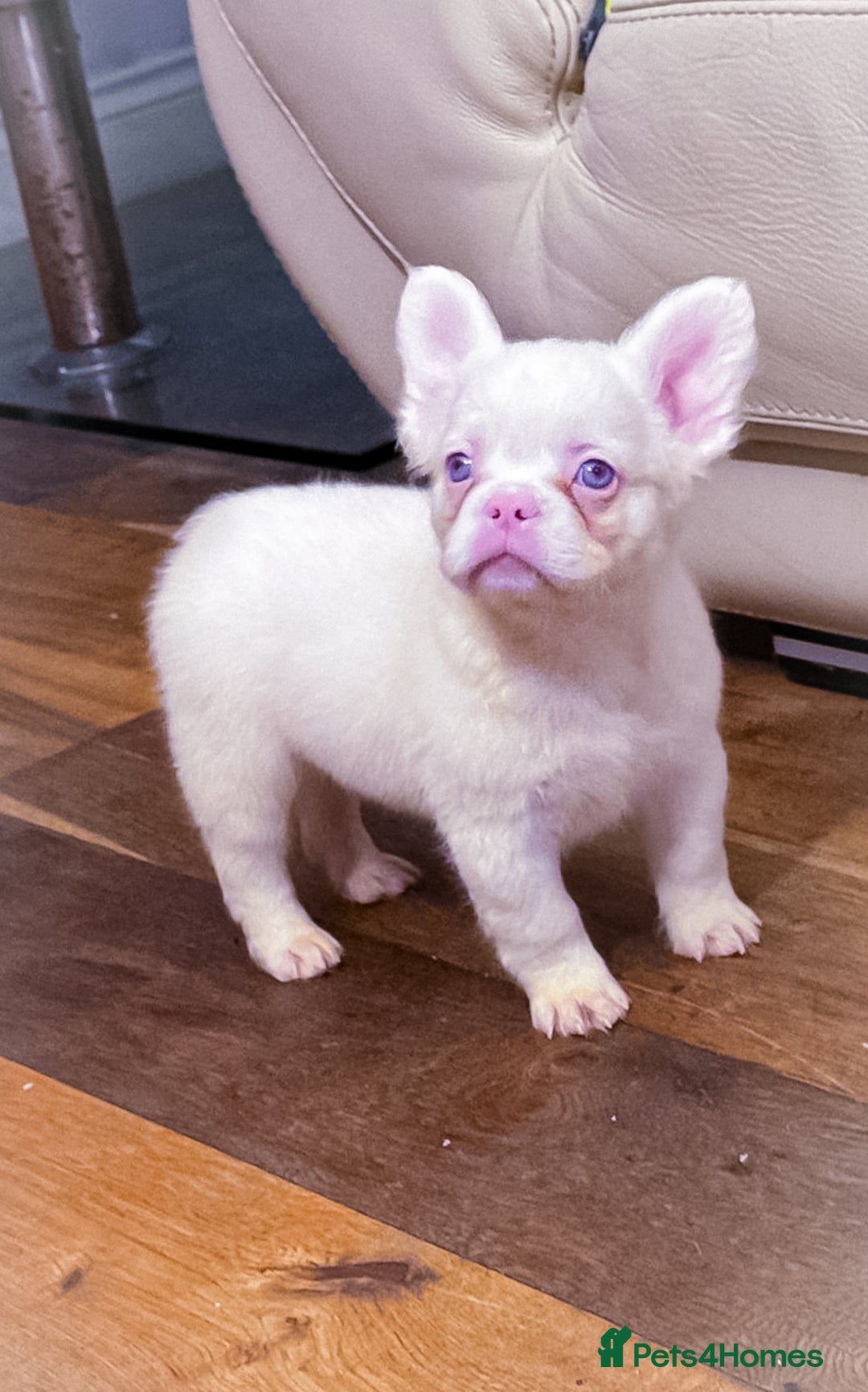 French Bulldog dogs for sale:  🐾 Exceptional French Bulldog Puppies 🐾 - Advert 8