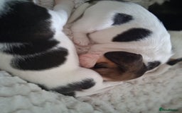 Beagle dogs for sale: KC Registered beagle puppies - Image 13