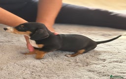 Miniature Dachshund dogs for sale: minature dachshund puppies available  - Image 5