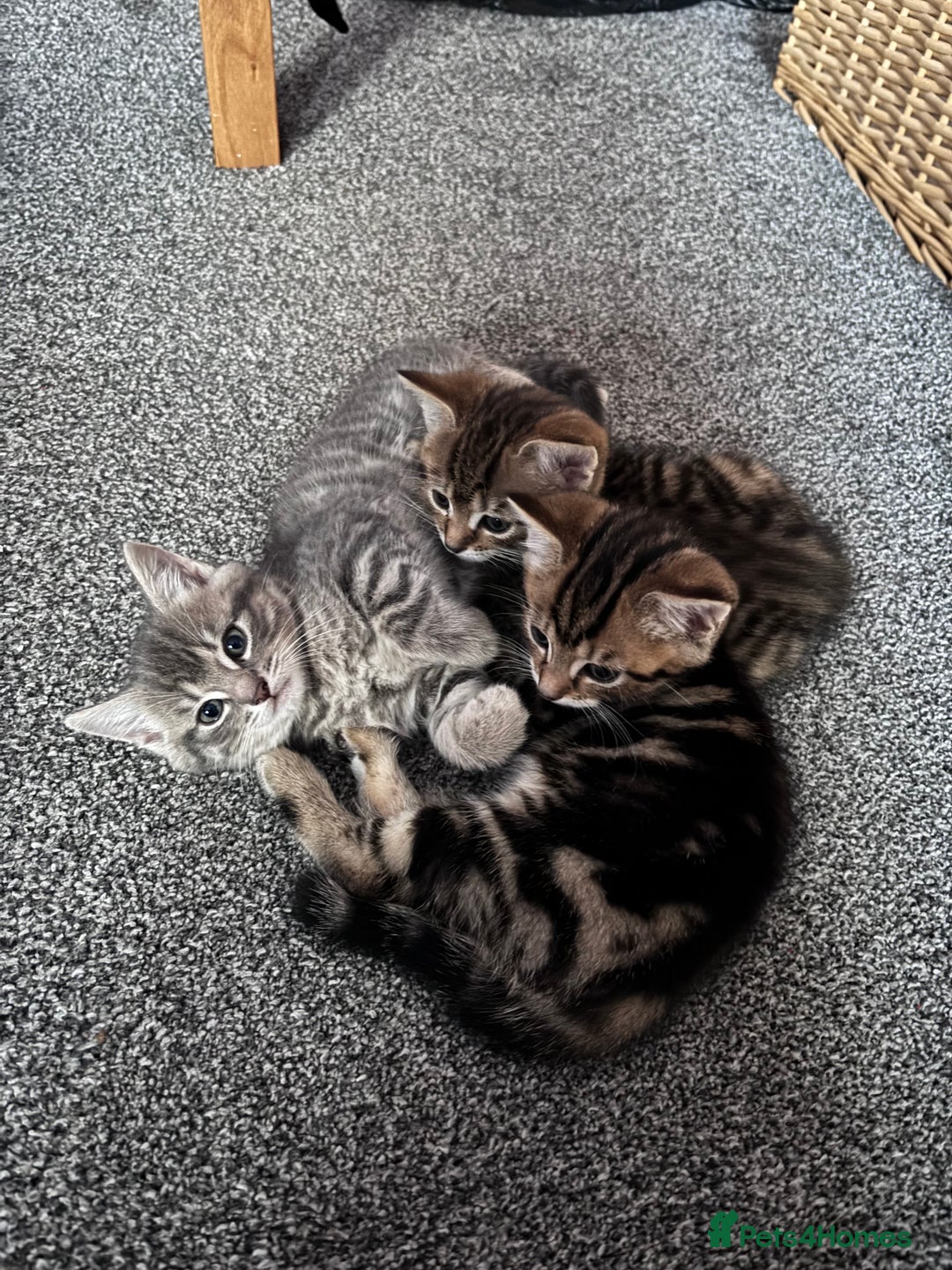 Mixed Breed cats for sale: Beautiful mixed breed kittens  - Advert 3