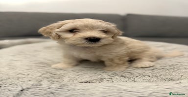 Maltipoo dogs - Advert 4