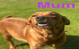 Labrador Retriever dogs for sale: Stunning Labrador Puppy's ( 4 girls, 3 boys ) - Image 15
