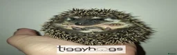 Pygmy Hedgehog rodents for sale: 4 Handsome Male African Pygmy Hedgehogs available  - Advert 7