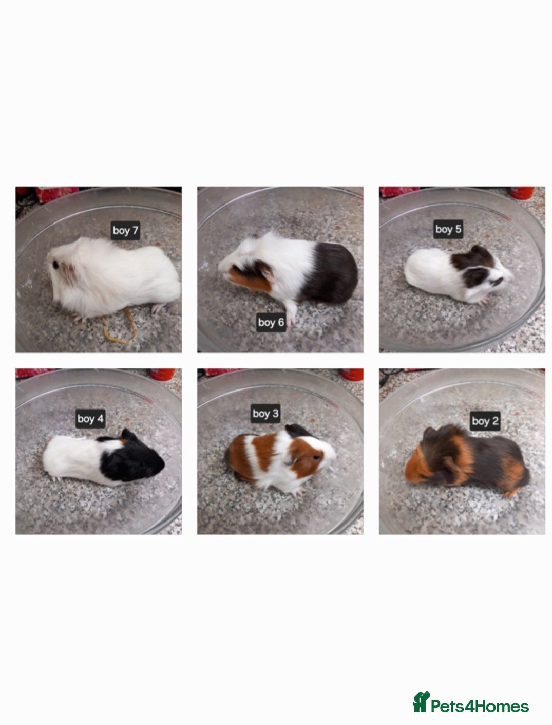 Guinea Pig rodents Baby boy guinea pigs ready now  - Advert 16