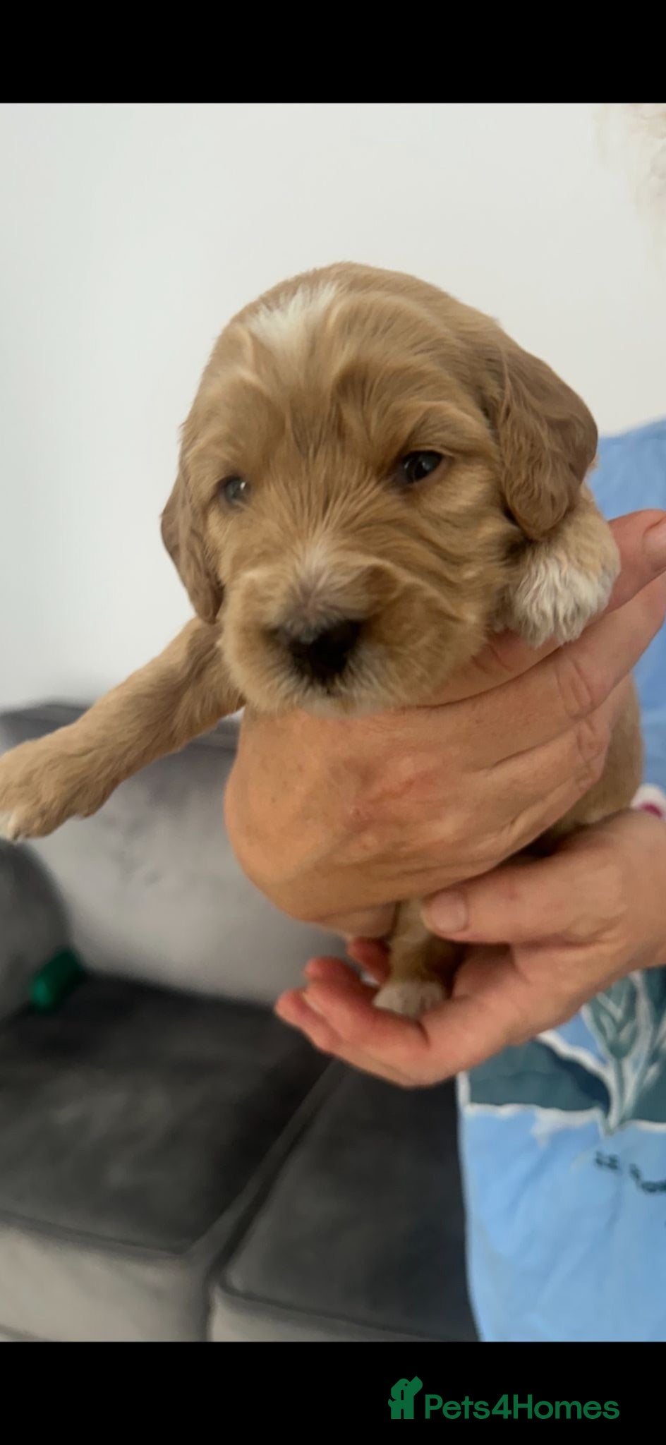 Mini Goldendoodle dogs Mini Goldendoodle  - Advert 1