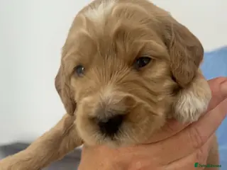 Mini Goldendoodle dogs Mini Goldendoodle - Advert 1