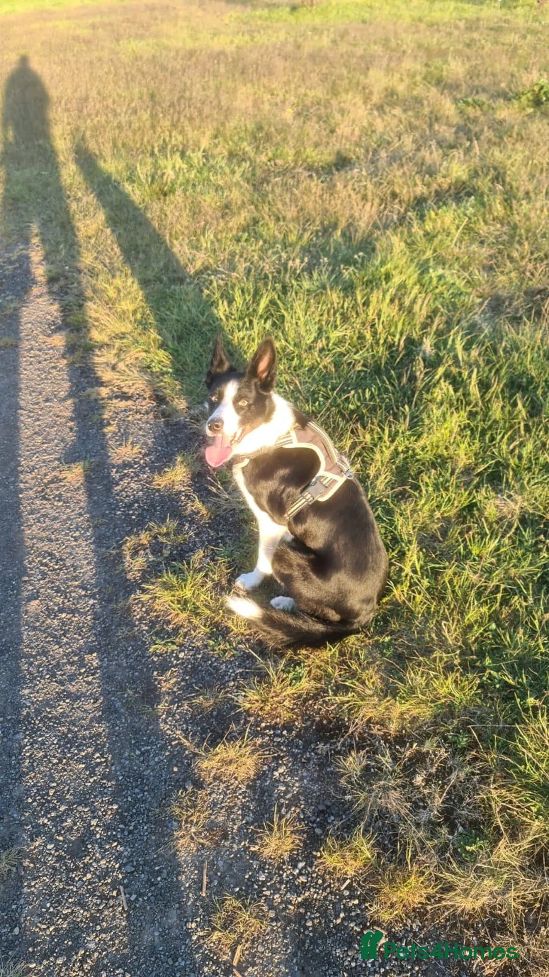Border Collie dogs for sale: Border collie for sale/adoption in Redcar - Advert 3