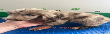Mixed Breed Puppy 6