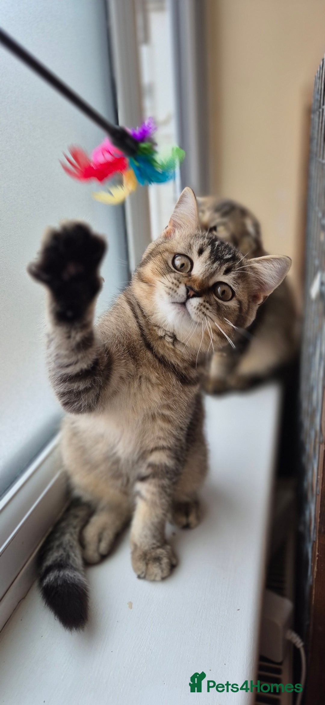 Scottish Fold cats for sale: 2 boys left! TICA registered Scottish Fold - Image 3