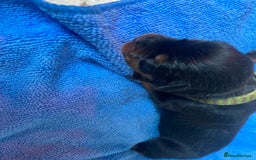 Rottweiler dogs for sale: Hulk and Ruby Rottweiler puppies  - Image 20