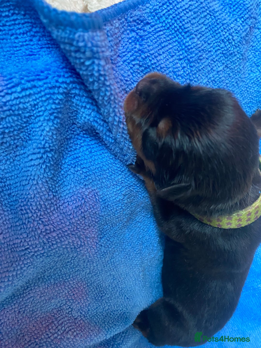 Rottweiler dogs for sale: Hulk and Ruby Rottweiler puppies  - Image 20
