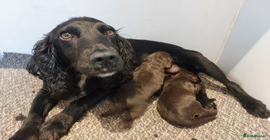 Cocker Spaniel dogs - Advert 4