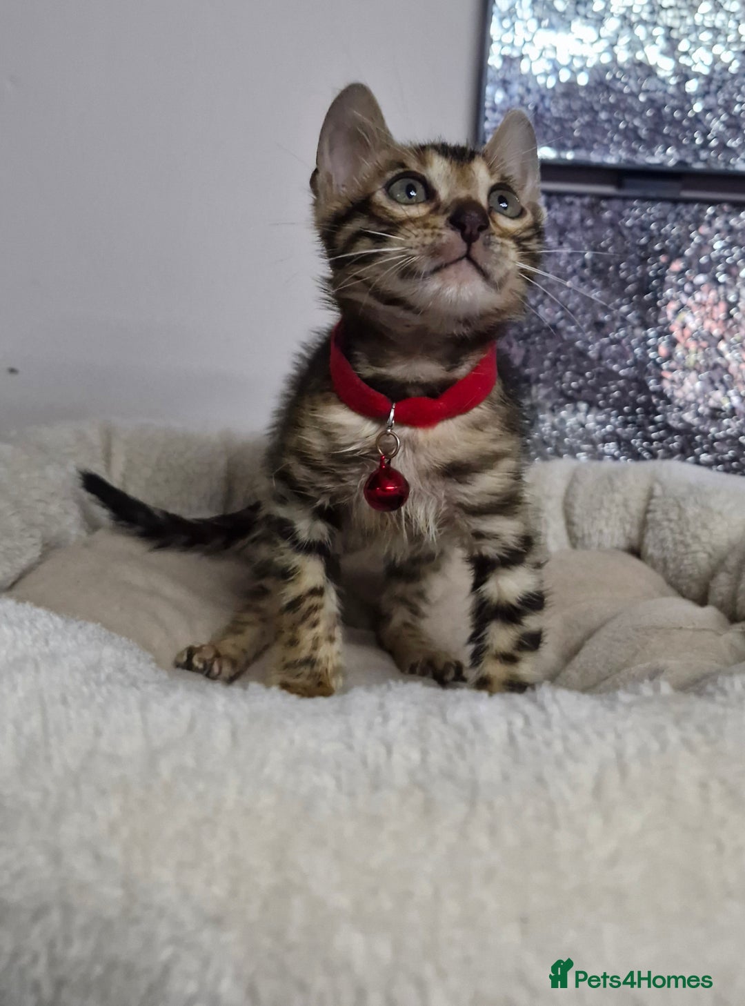 Bengal cats for sale: READY REDUCED TICA Genetic/Health Tested Bengals - Image 13