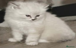 Ragdoll cats for sale: Mink Ragdoll - Image 6