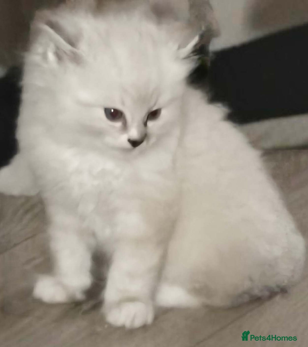 Ragdoll cats for sale: Mink Ragdoll - Image 6