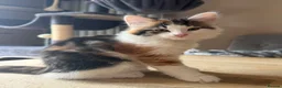 Maine Coon cats for sale: Gorgeous Maine Coon x Domestic long hair - Advert 11