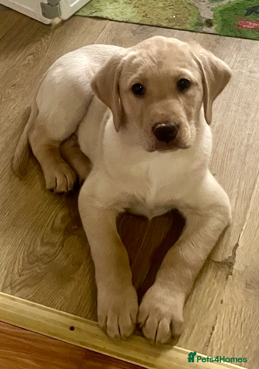 Labrador Retriever dogs for sale: Ready 3 chunky Labrador Puppies for sale KC reg - Advert 1